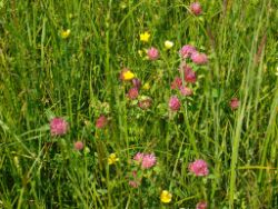 2013-06-08_Radtour_Iffeldorf-Aiderbichl (078).JPG